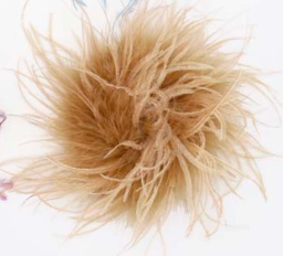 Plume FEATHER Pin
